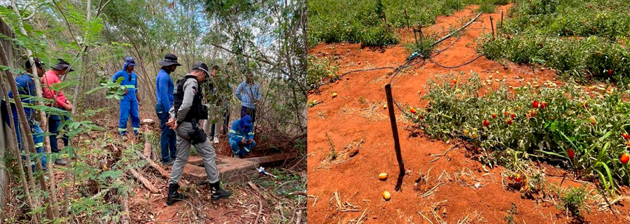 Plantação de tomates em Palmeira dos Índios desviava água que abasteceria mais de 120 famílias